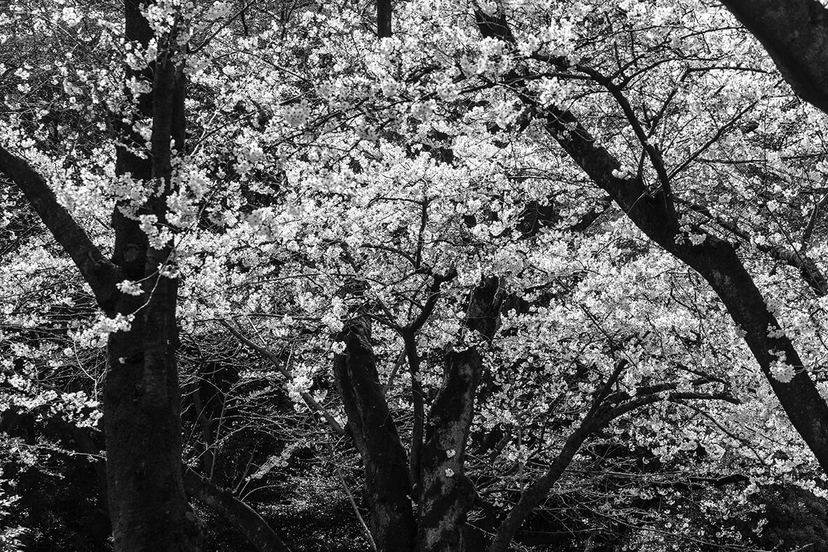 東京の桜の写真01