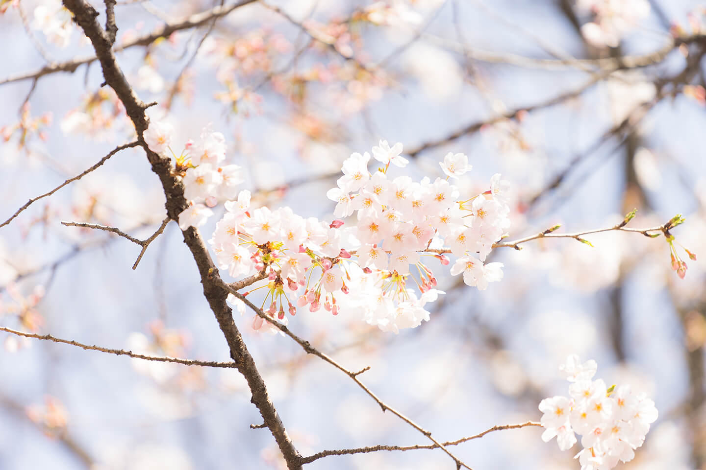東京の桜の写真02