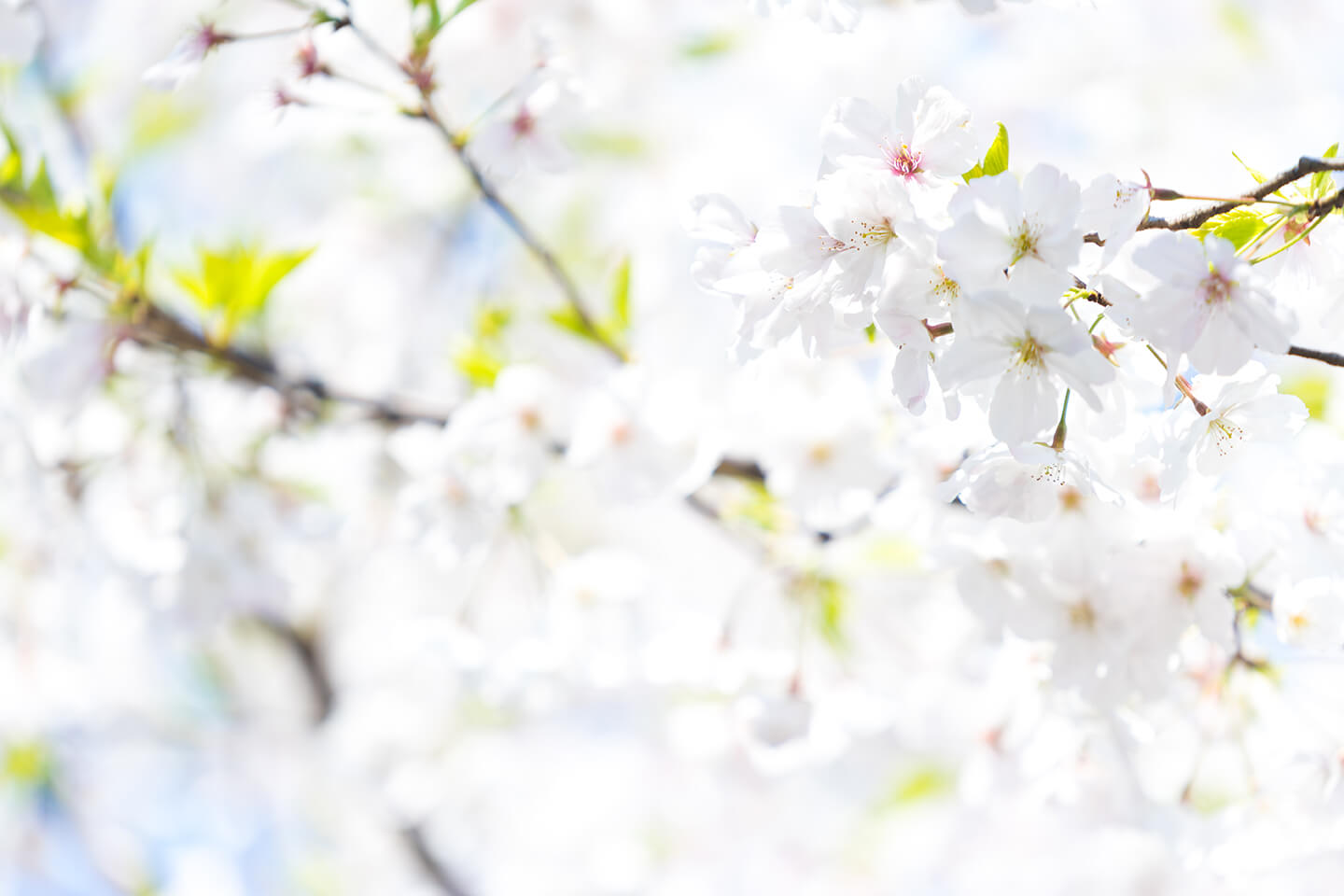東京の桜の写真03