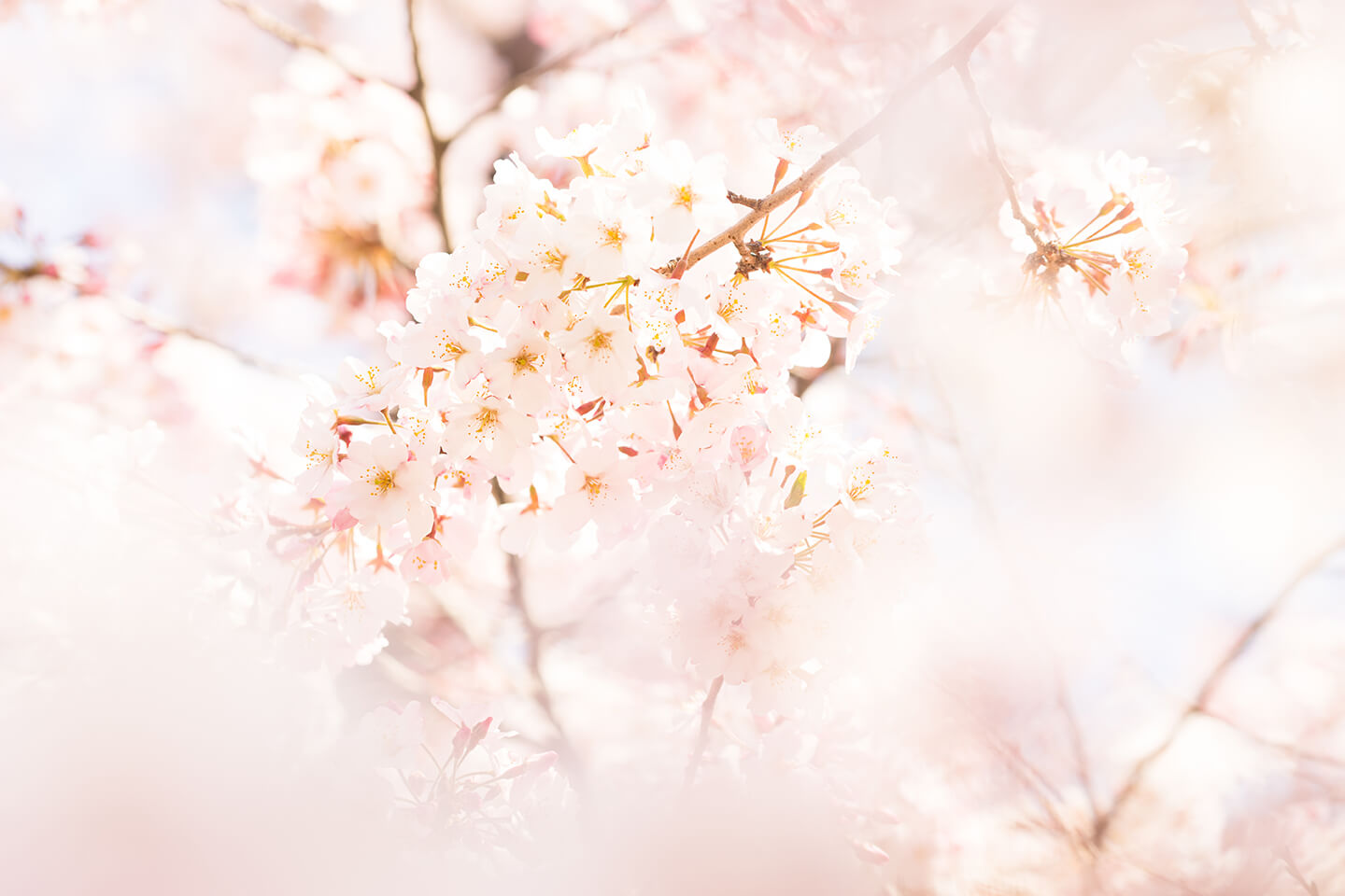 東京の桜の写真04