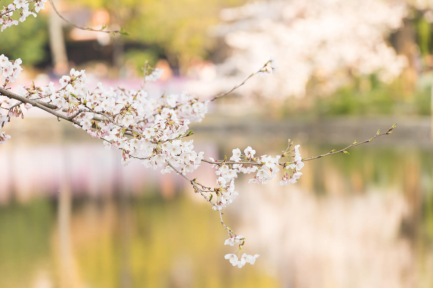 東京の桜の写真06
